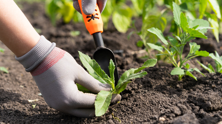 A gardener's gloved hands using a tool to remove a weed from a garden bed