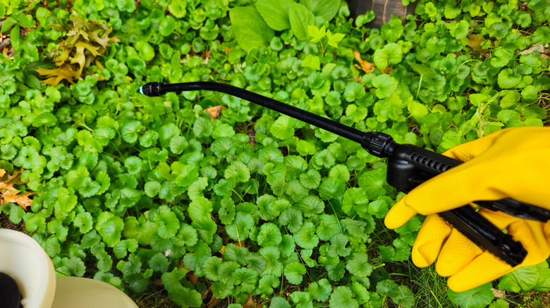 Gardener wearing protective gloves and using a sprayer to spray creeping weeds in the garden