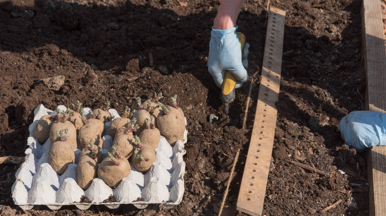 Gardener measuring depth near a seed ruler with a carton of seed potatoes