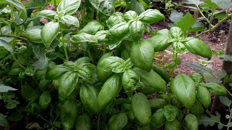 Basil growing in a garden