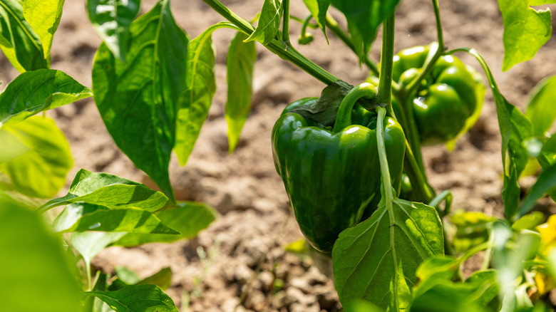 Green bell peppers growing in a garden