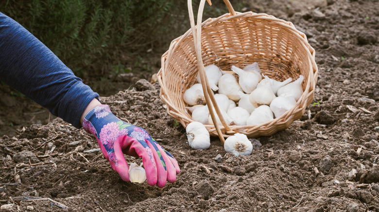 Gardener sowing garlic cloves from a basket in autumn