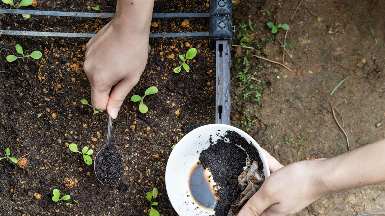Person adding coffee grounds with a spoon to a garden plot