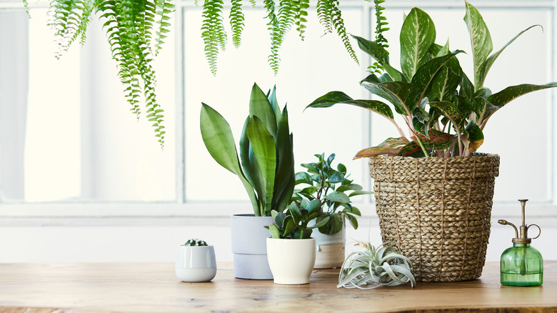 plants on a table