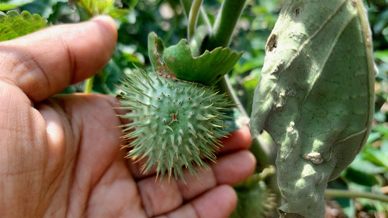 A close-up shot of jimsonweed