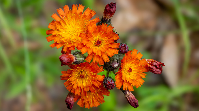 Orange hawkweed flowers in bloom
