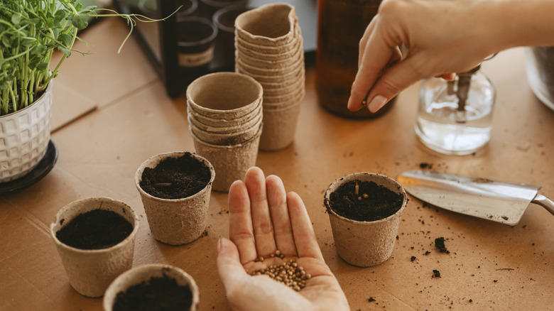 Person planting seeds in small pots