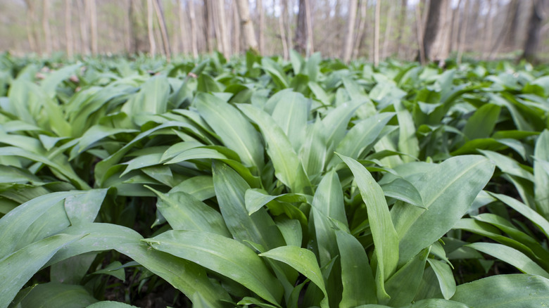 A closeup of a cluster of ramps growing in a woodland area