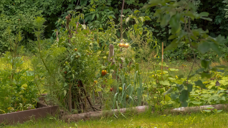 Large yard with vegetable garden
