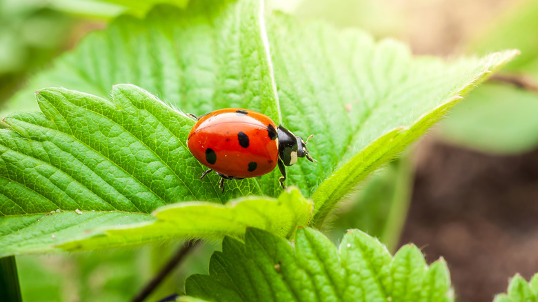 A ladybug on a leaf