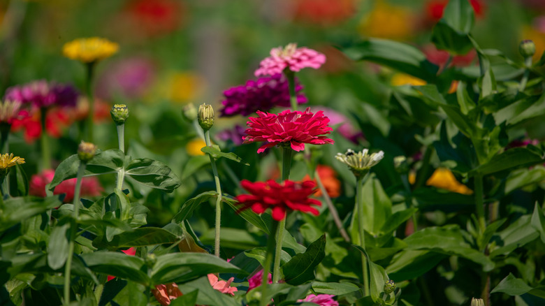 Close up of a field of colorful zinnias in a garden
