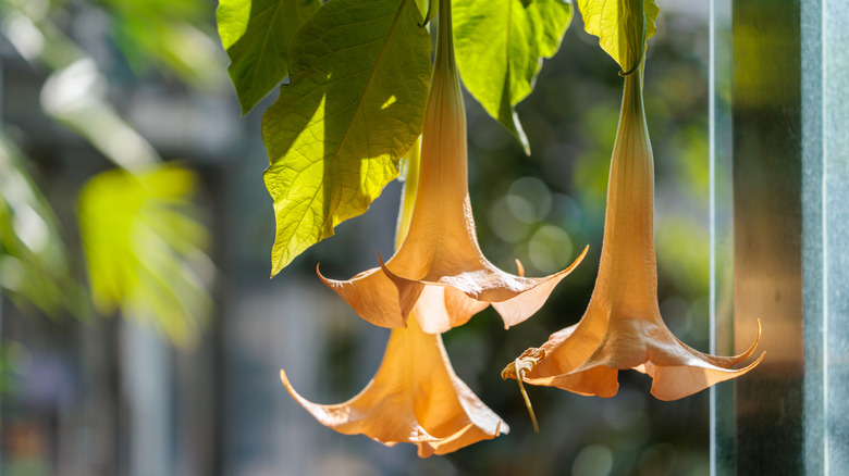 Three golden angel's trumpet flowers hanging in the sun near a glass window.