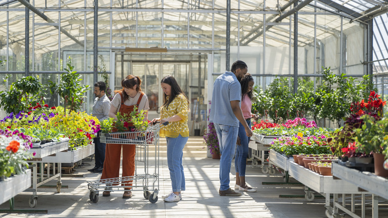 People shopping for flowering plants in the enclosed section of a garden center.
