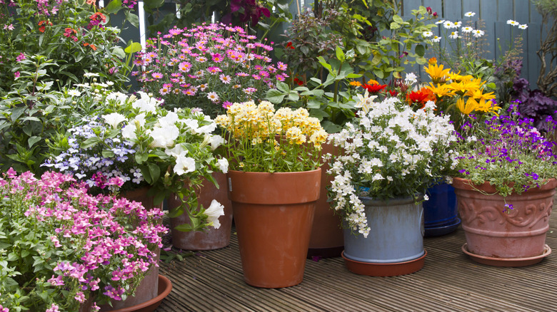 Variety of flowers in containers on a deck