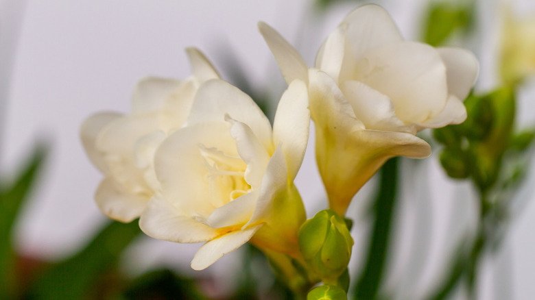 White freesia flowers