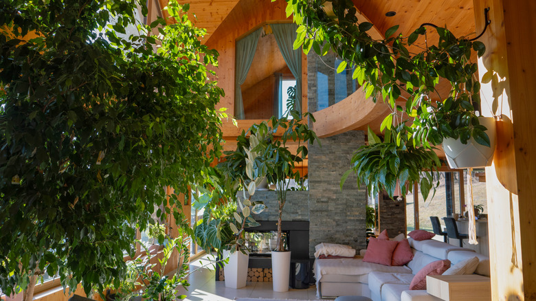 A biophilic living room featuring plants and wood walls