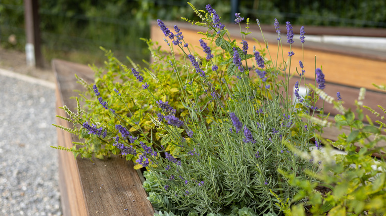 Lavender growing happily in a raised garden bed which assists with drainage