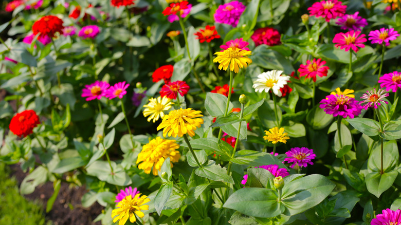A vibrant garden bed filled with colorful zinnias