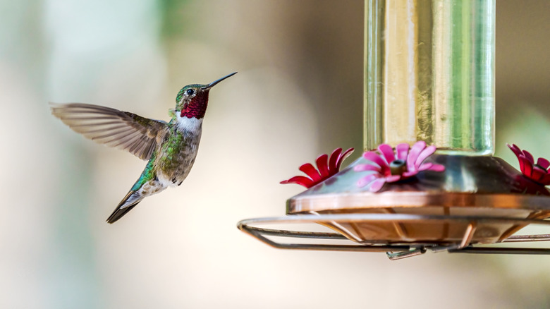 Hummingbird drinking at feeder