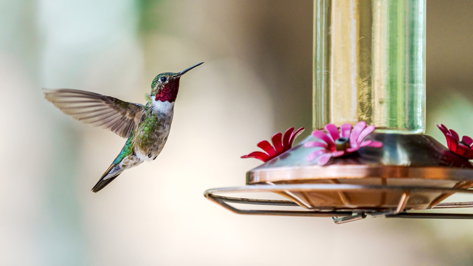 The Only Sugar You Should Be Using In Your DIY Hummingbird Nectar