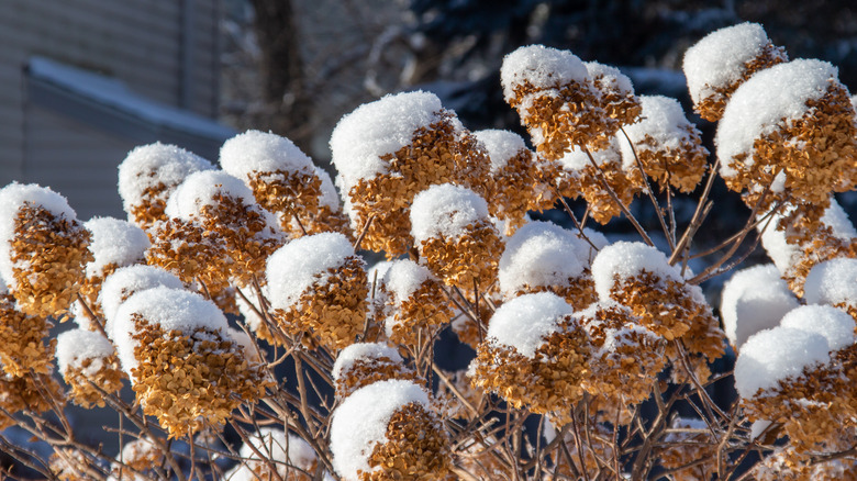ortensie con neve