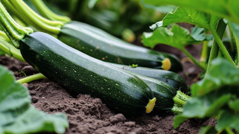 zucchini plants in the garden with zucchinis on the vines