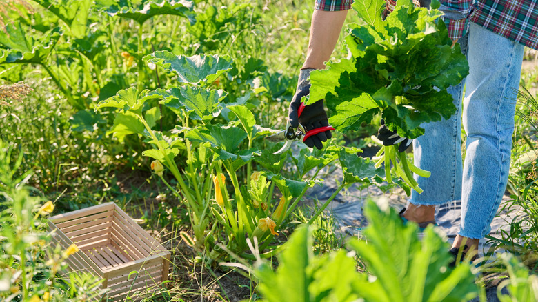 Woman in jeans and plaid shirt pruning zucchini plants
