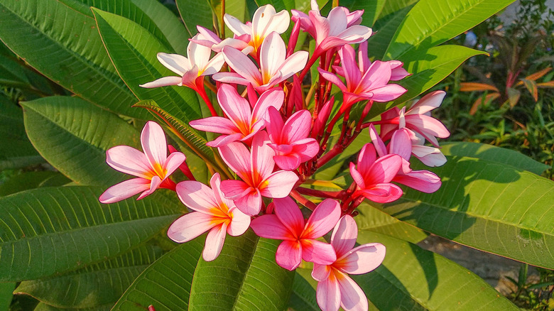 frangipani plant with pink flowers