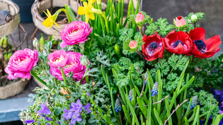 Small garden with lots of flowering bulbs, such as daffodils, grape hyacinths, anemones, and ranunculus