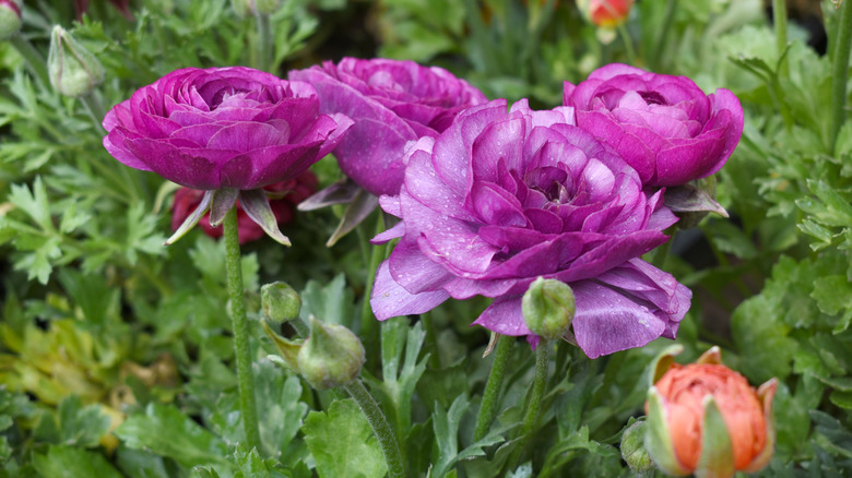Closeup of some stunning purple ranunculus flowers in a garden