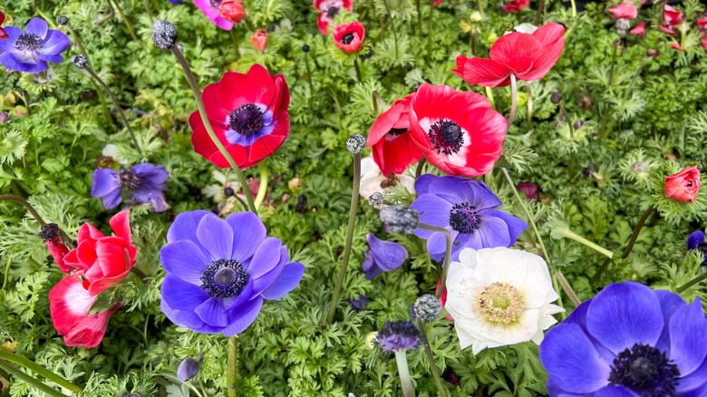 Brightly colored anemones in red, purple, and white shades growing in a garden.