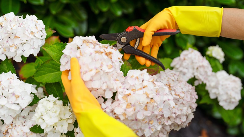 Gardener deadheading and pruning smooth hydrangea