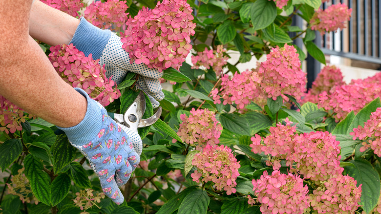 Close-up of a gardener pruning a pink hydrangea bush