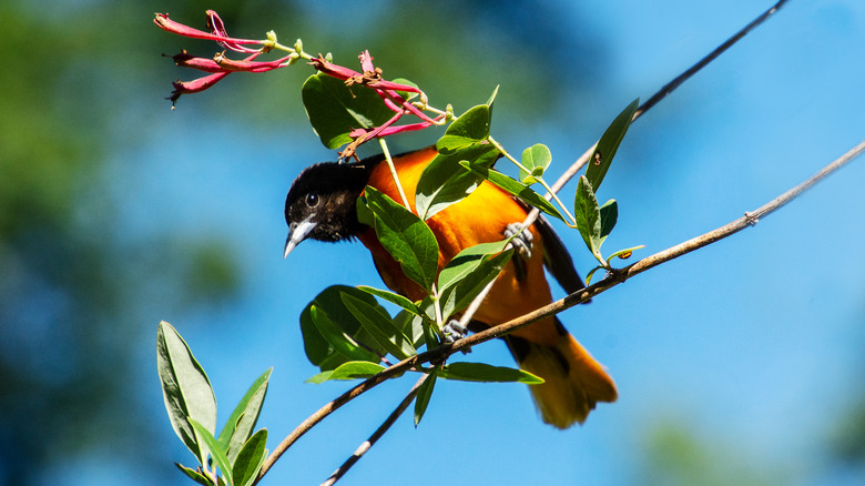 An oriole perched on a flowering trumpet native honeysuckle
