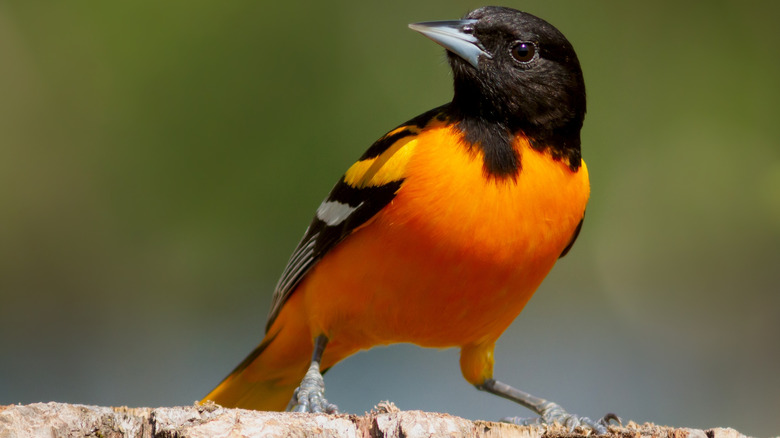 A baltimore oriole on a log of wood