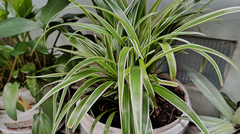 Close up of green and white spider plant