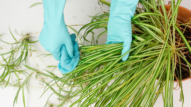 Close up of a green and white striped spider plant