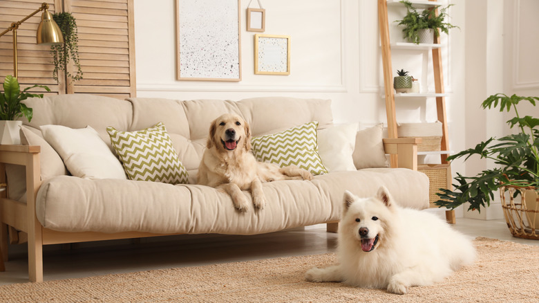 dogs relaxing in living room