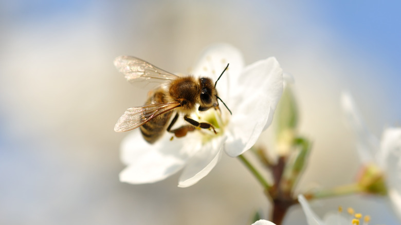  bee on flower