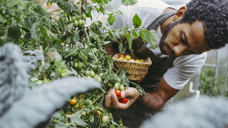 A man picking baby tomatoes to place in a basket
