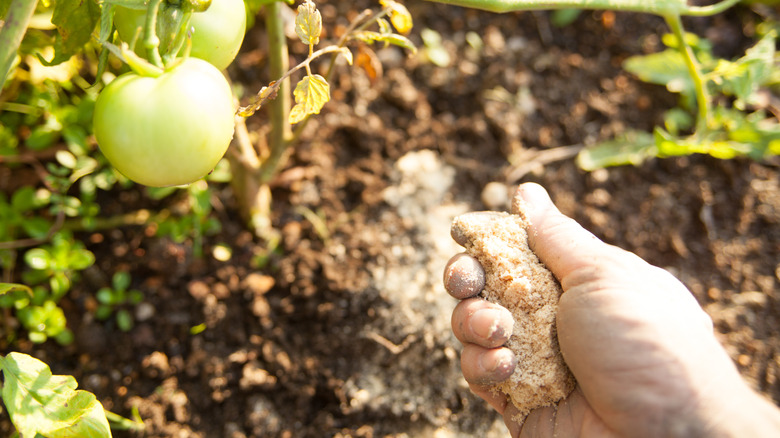 Spreading a fertilizer on tomato plants