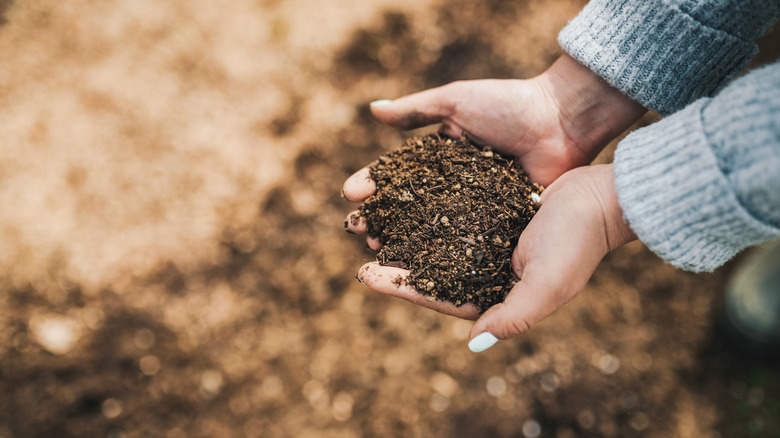 gardener holding fertilized soil