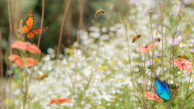 Butterflies and bees buzzing around flowers in a meadow