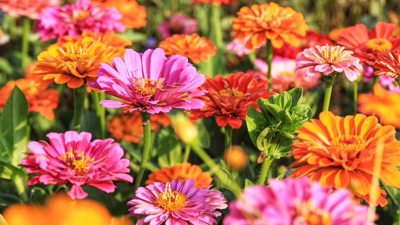 zinnias in garden