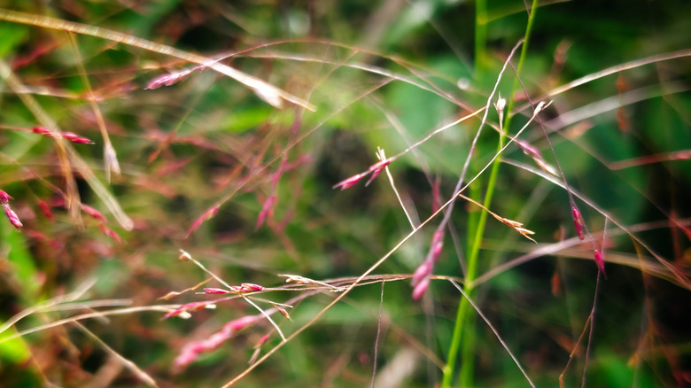 closeup on Eragrostis spectabilis