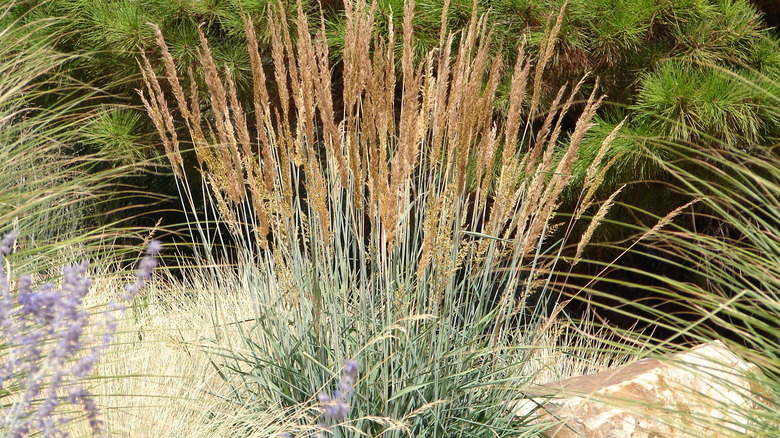 Indiangrass in front of a pine tree and behind some small lavender flowers
