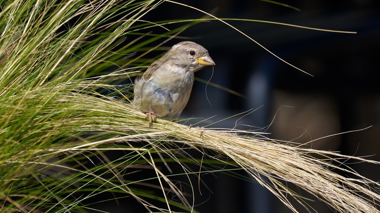 A small bird sitting on a clump of ornamental grass