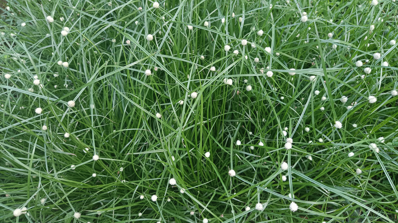 closeup on fiber optic grass