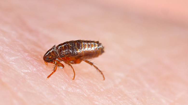 flea rests on human skin