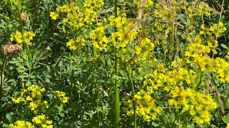 Common rue growing with yellow flowers